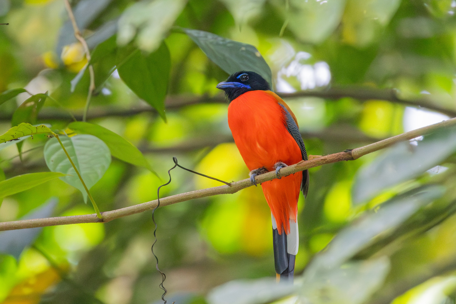 image Scarlet-rumped Trogon